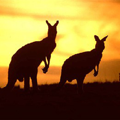 1256566304_australia_9717A.jpg