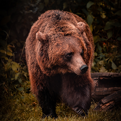 Into the bear realm - Slovenia