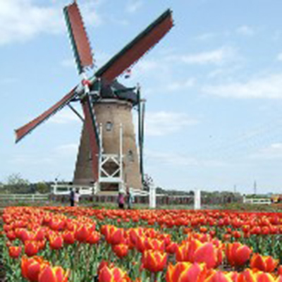 europe10-nl-tulip_997C8.jpg