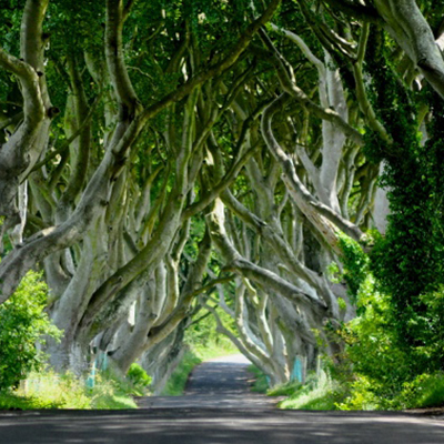 The_Dark_Hedges_-_horslips5.jpg
