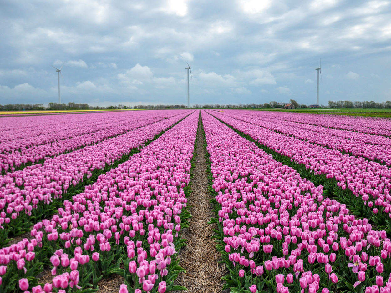 globetrotter_holland_10_of_13.jpg