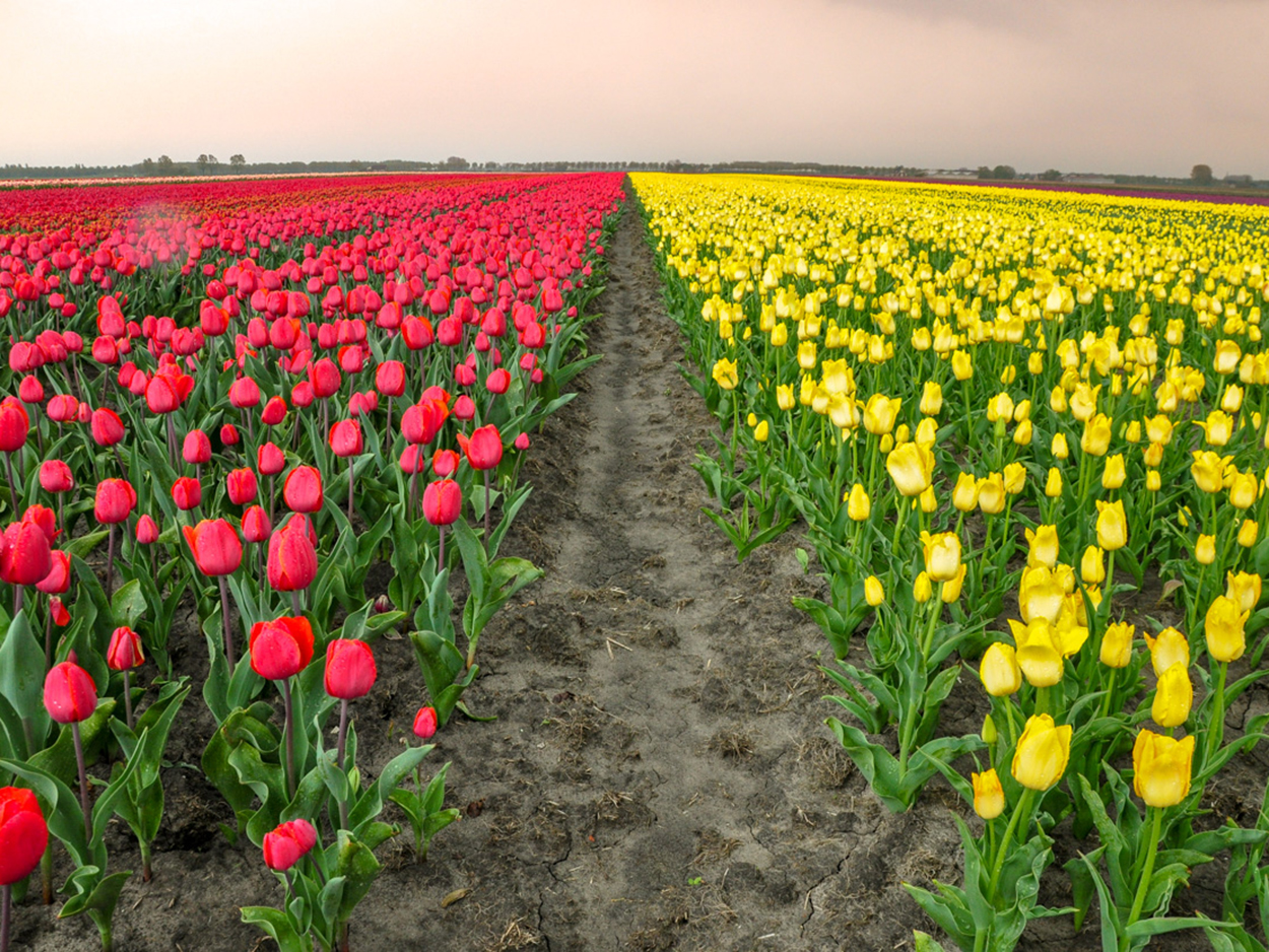 globetrotter_holland_13_of_13.jpg