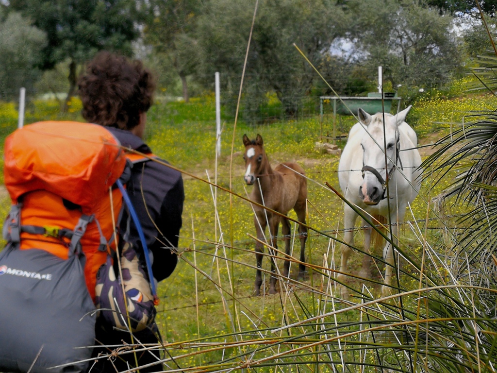 Romarska_pot_Camino_13.jpg