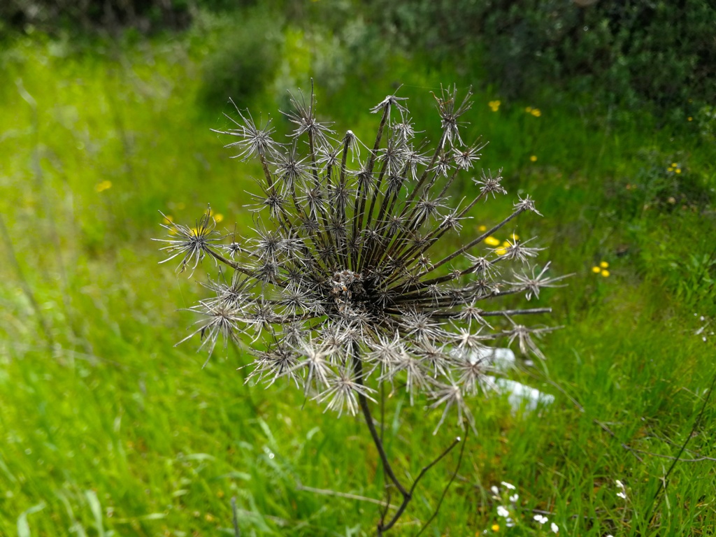 Romarska_pot_Camino_14.jpg