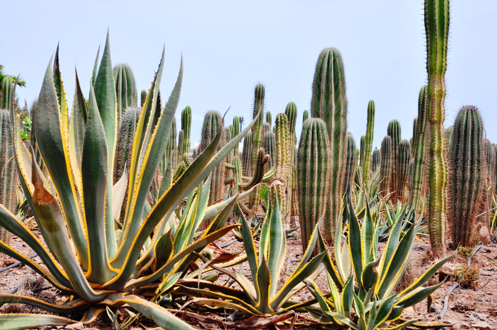 Cabo_Verde_4_1.JPG