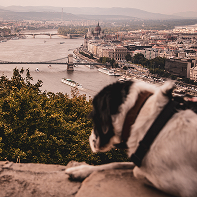 Budapest_with_dog_-_Budimpesta_s_psom_-_Photo_by_Raquel_Garcia_on_Unsplash_-_400x400.jpg