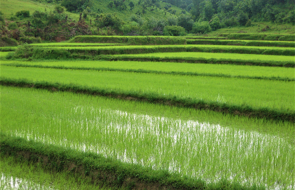 Potovanje_po_Burmi_-_A_trip_to_Burma_-_Rizeva_polja.jpg