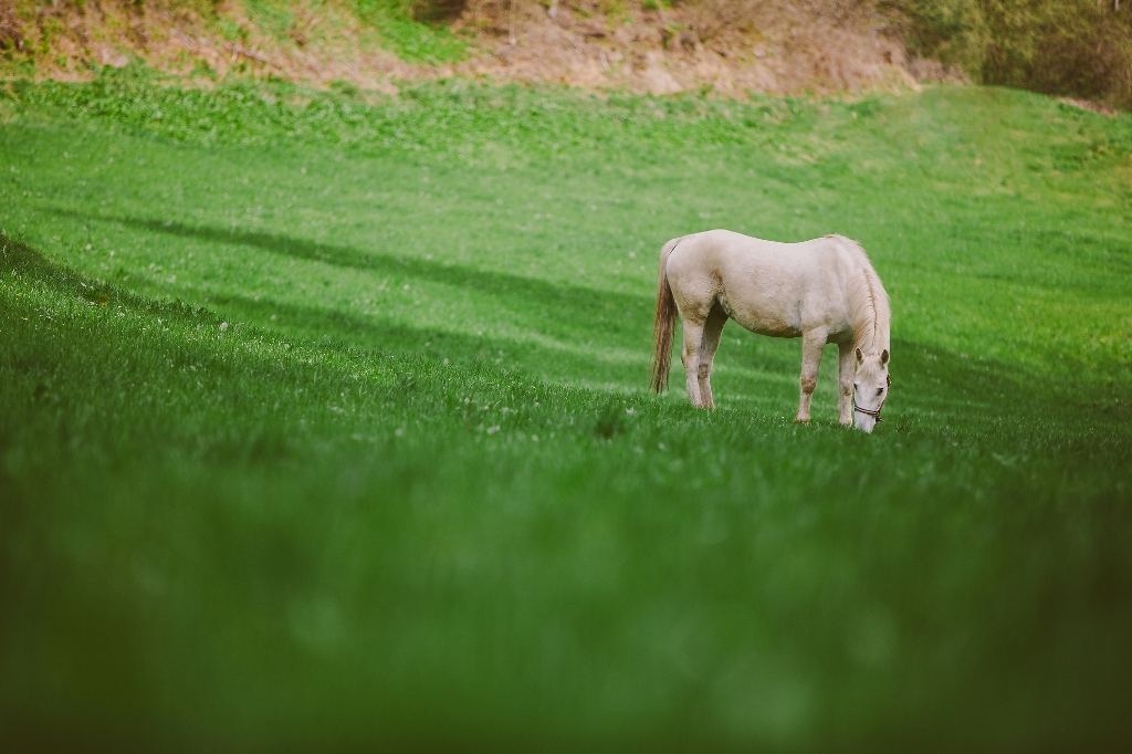 Horse_riding_on_Kozjak_-_Photographer_-_Jure_Viltuznik_Arhiv_Javni_forvod_SKTM_Radlje_ob_Dravi_-_Source_-_www-slovenia-info.jpg