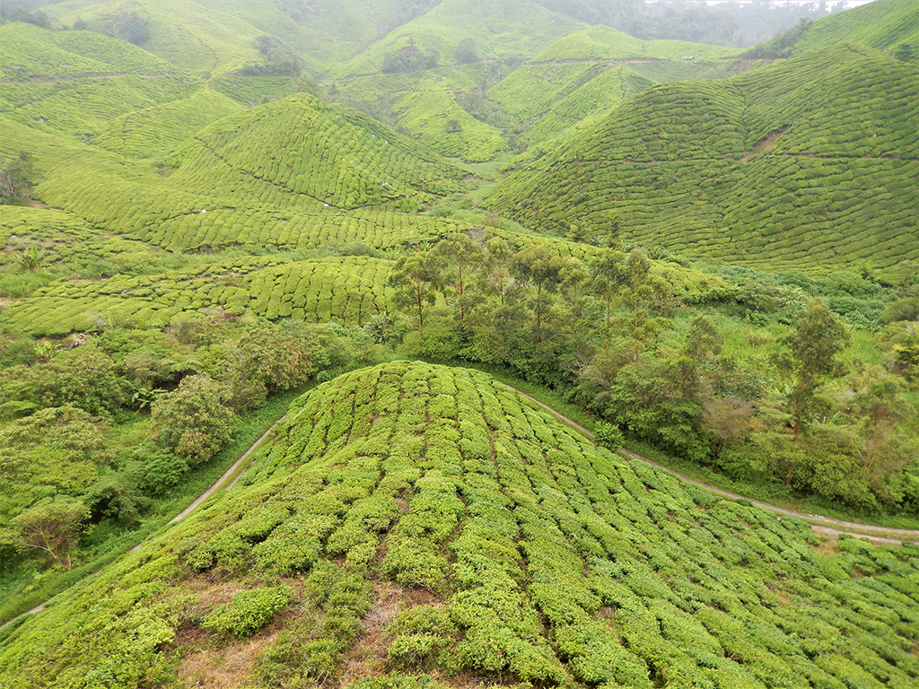 Potovanje_v_Malezijo_-_Travel_to_Malaysia_-_Cameron_gorovje_1.jpg