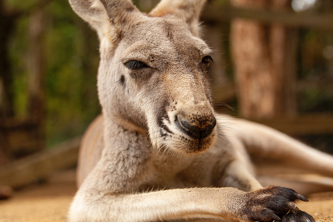 02_Photo_by_Karen_Laark_Boshoff_on_Pexels_-_Potovanje_po_Avstraliji_-_Travelling_around_Australia.jpg