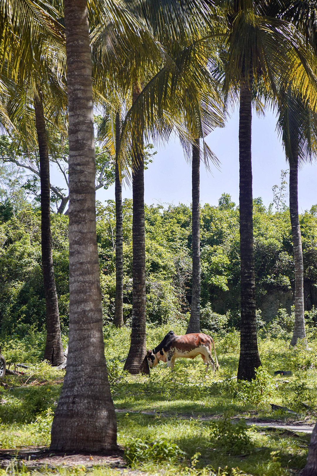 Popotniske_dogodivscine_iz_Zanzibarja_-_Travel_Adventures_from_Zanzibar_9.jpg