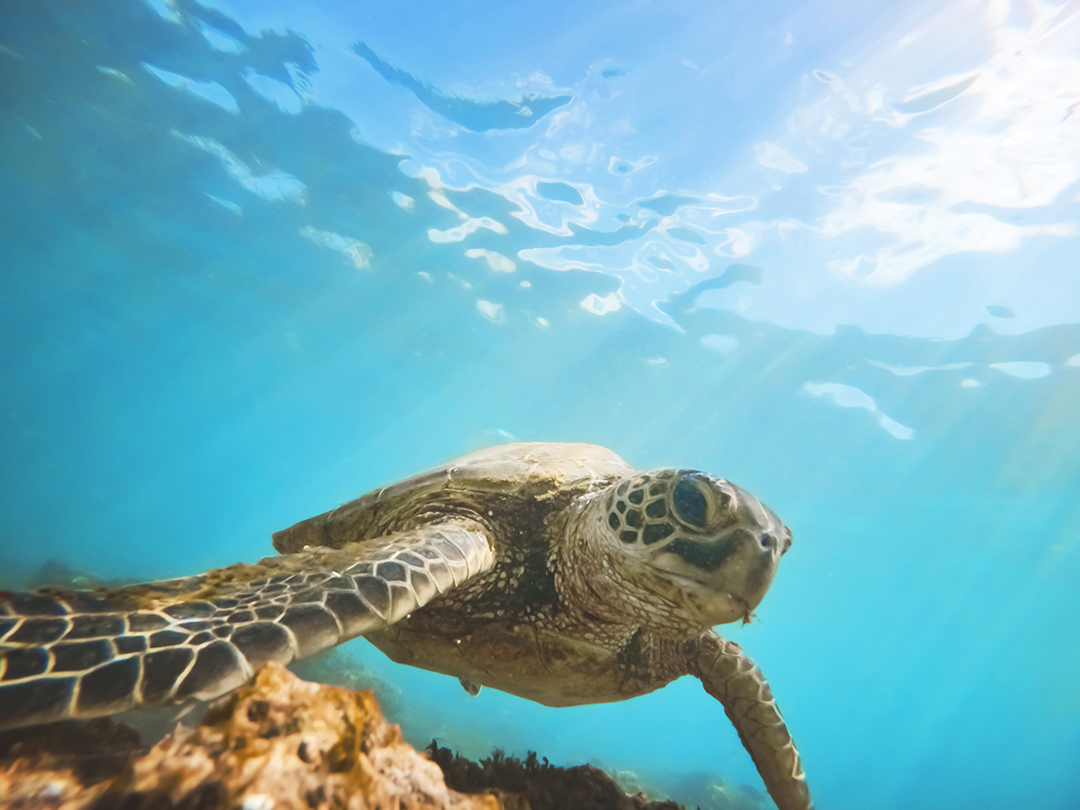 05_Raziskovanje_otocja_Azori_-_Exploring_the_Azores_-_ENVATO.jpg
