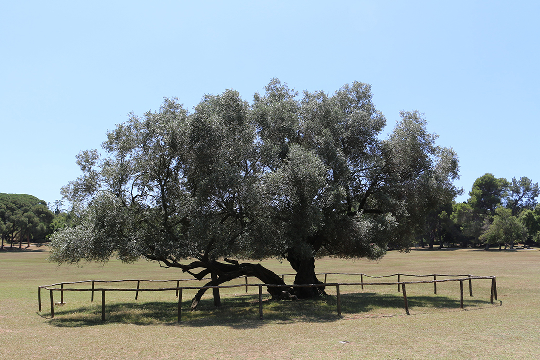Nacionalni_park_Brione_in_kaj_poceti_-_Brione_National_Park_and_what_to_do_4.JPG