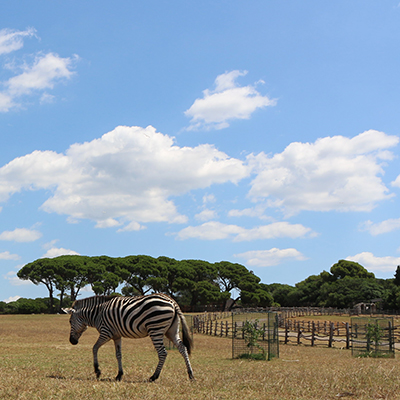 Nacionalni_park_Brione_in_kaj_poceti_-_Brione_National_Park_and_what_to_do_400x400.JPG