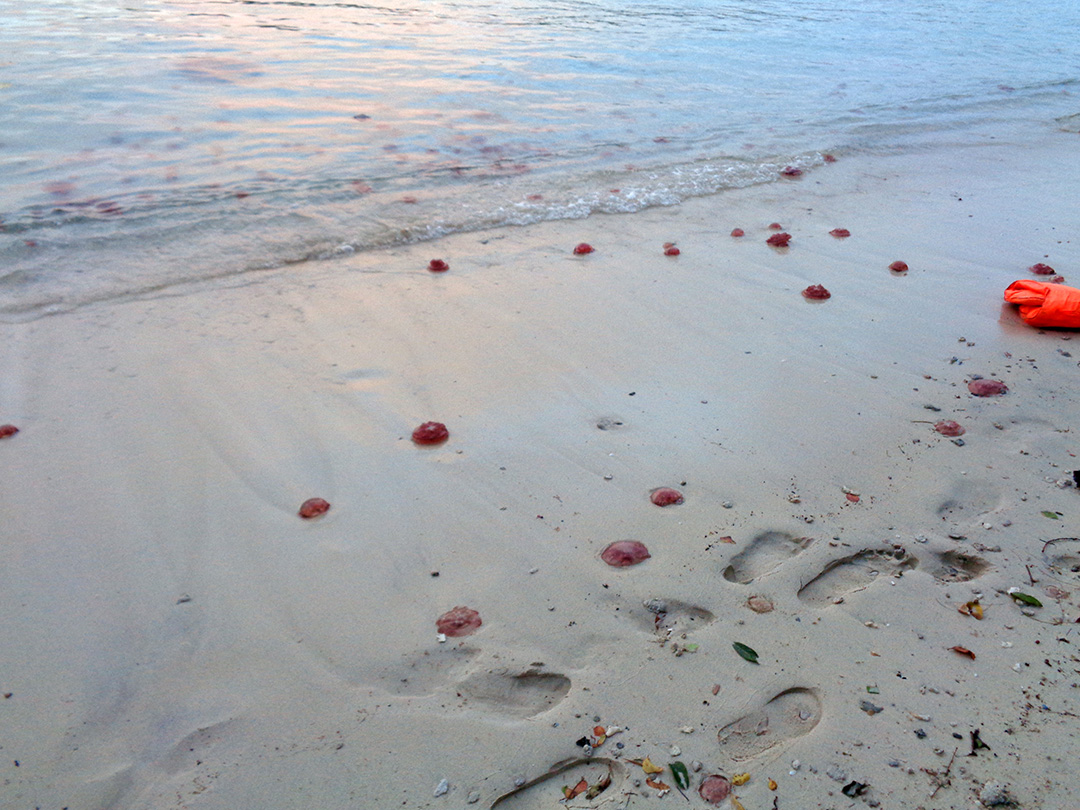 Popotniske_dogodivscine_na_otoku_Sumatra_-_Travel_adventures_on_the_island_of_Sumatra_5.JPG