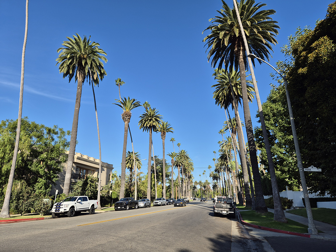 A classic Los Angeles street lined with tall palm trees, representing the relaxed, sunlit vibe of the City of Angels.