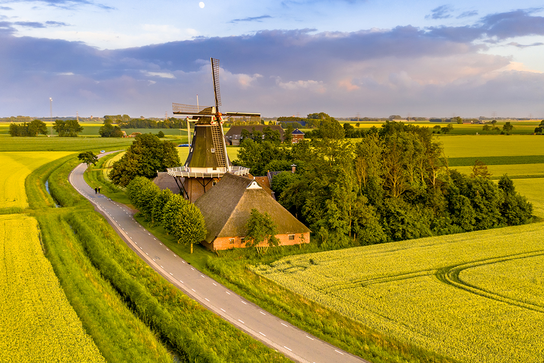 Peaceful Dutch countryside with grazing fields and a traditional windmill under open skies.