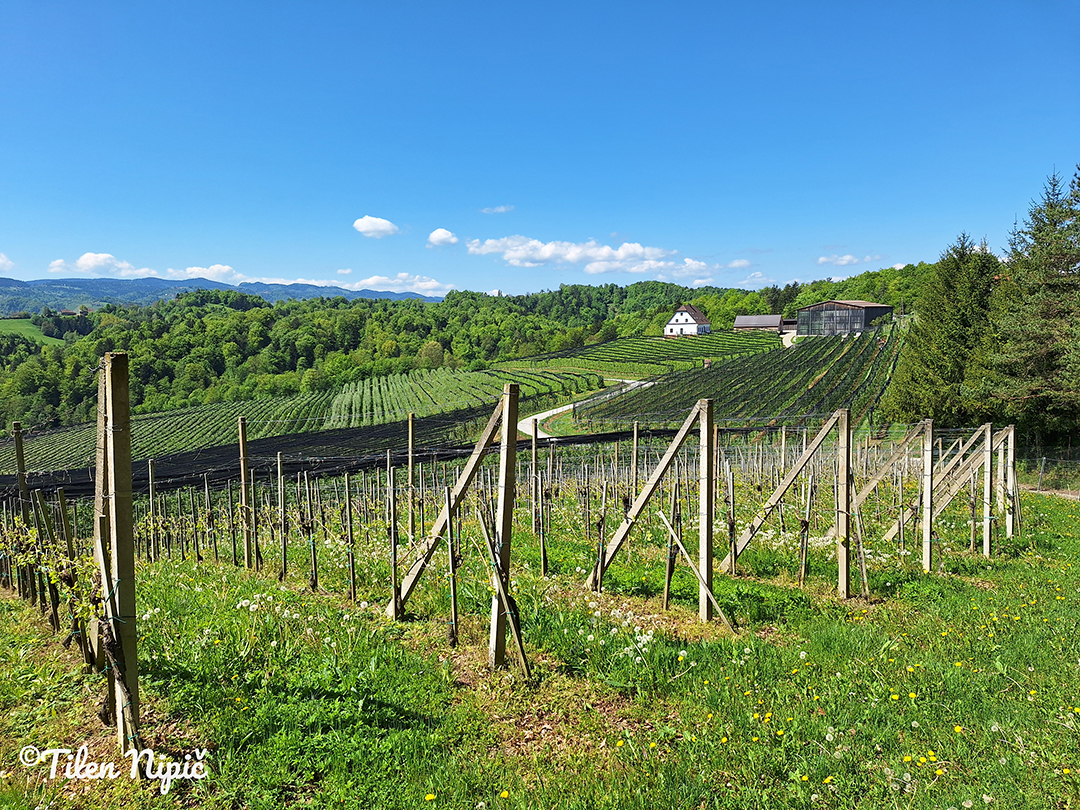 A view of the Svečina vineyards supported by wooden posts stretching across the rolling hills.