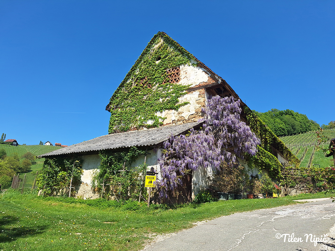 An old stone house covered in ivy standing along the vineyard trails of the Svečina Hills.