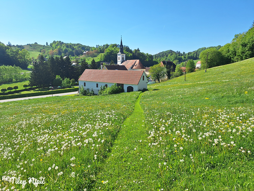 A peaceful view of a church and meadows in the Svečina Hills, with soft rolling slopes rising toward the horizon.