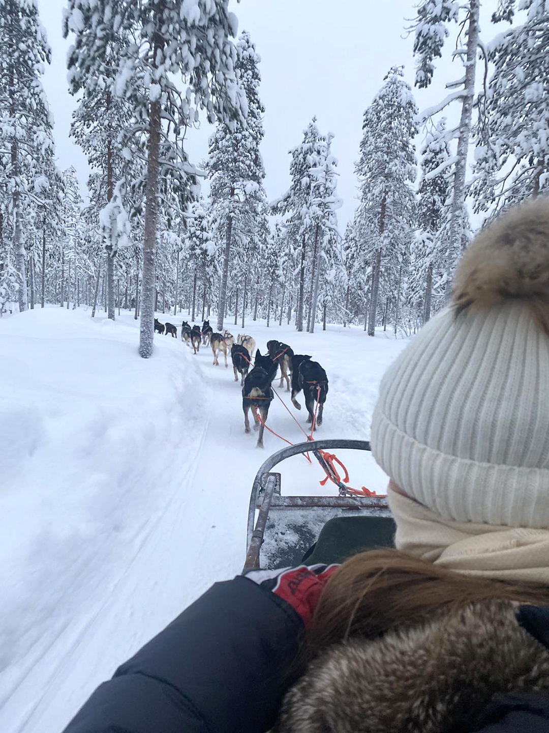 Husky sledding through snowy forests of Lapland, one of the most authentic winter experiences near Rovaniemi in northern Finland.