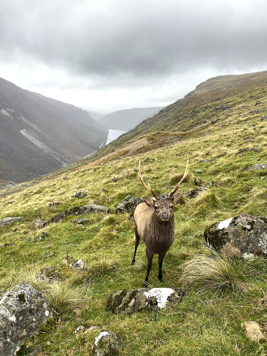 Jelen v jesenski gorski pokrajini gorovja Wicklow na Irskem